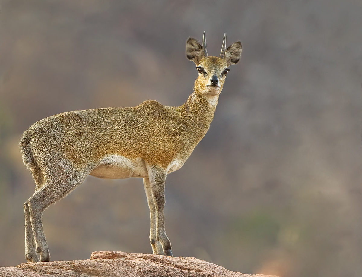 Klipspringer