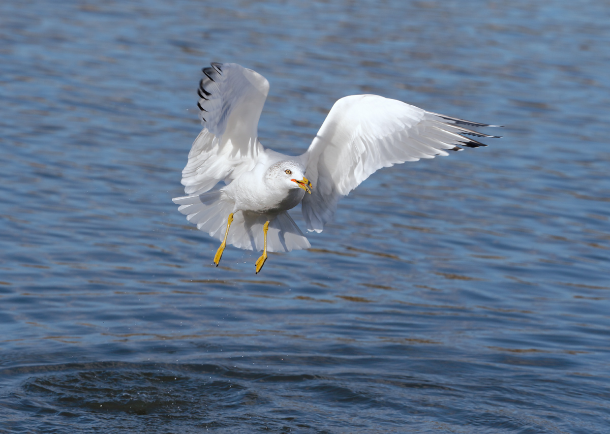 Texas Gull