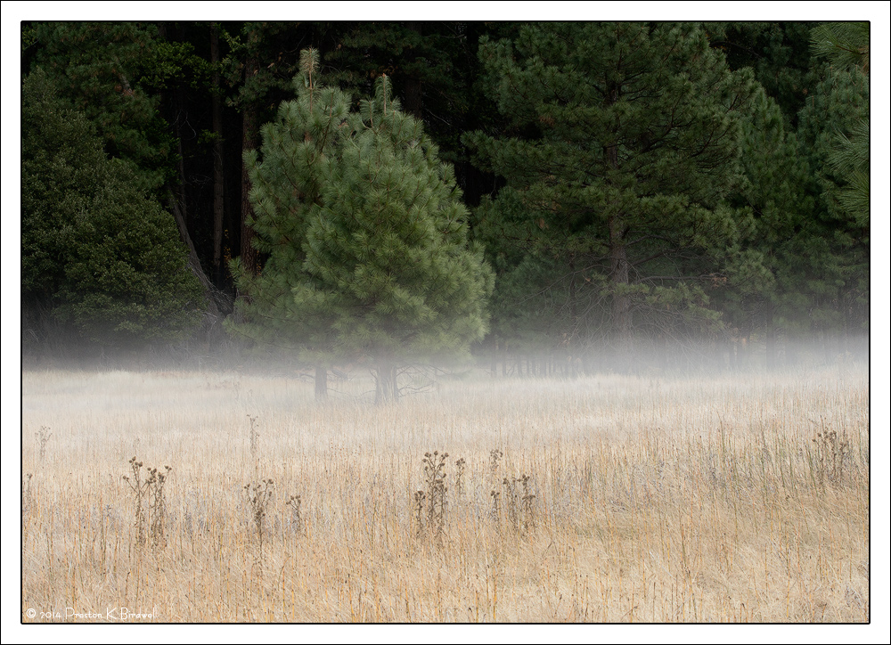 Misty Pines, Yosemite