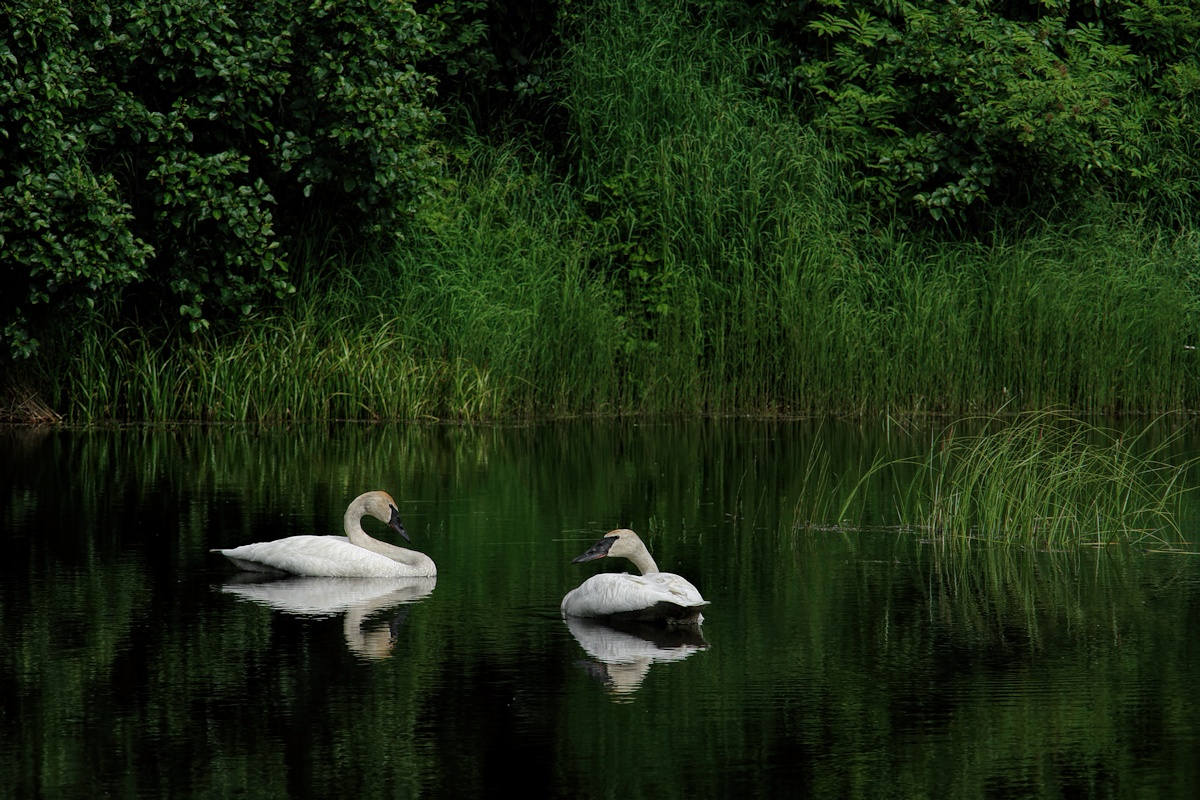 Serendipitous Serenity