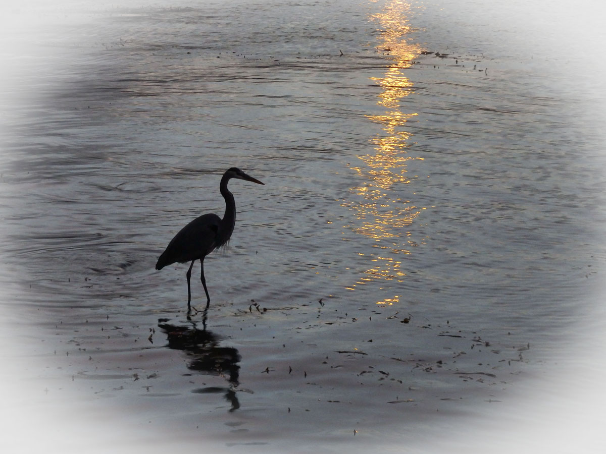 WC 664 The Heron