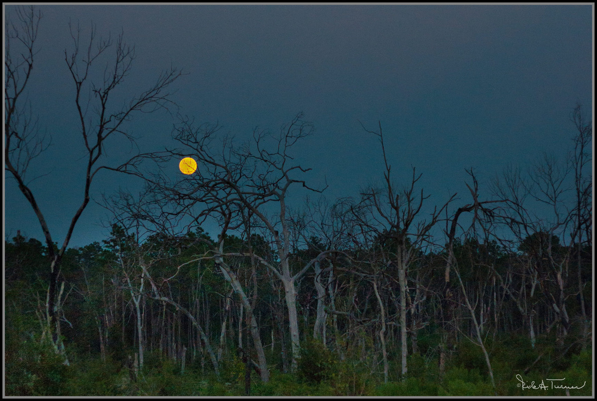 Harvest Moon 