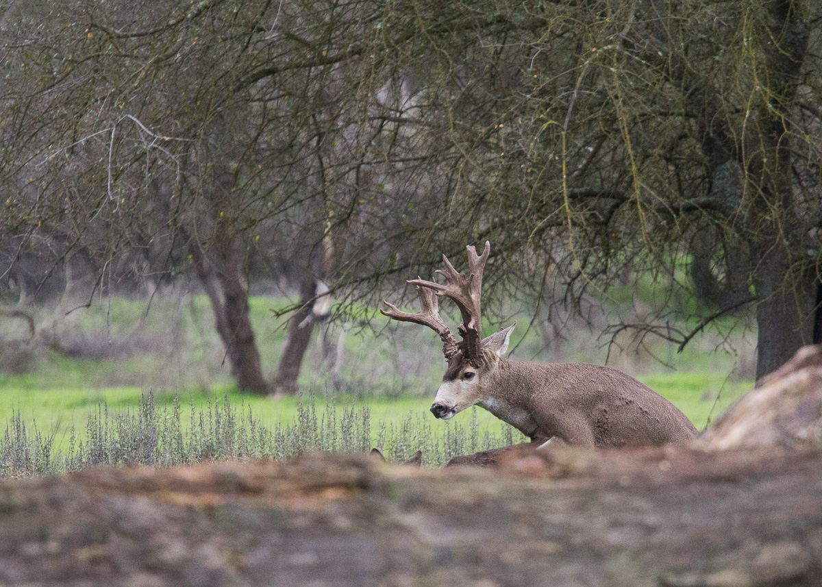 Deer Sex - Rated G 