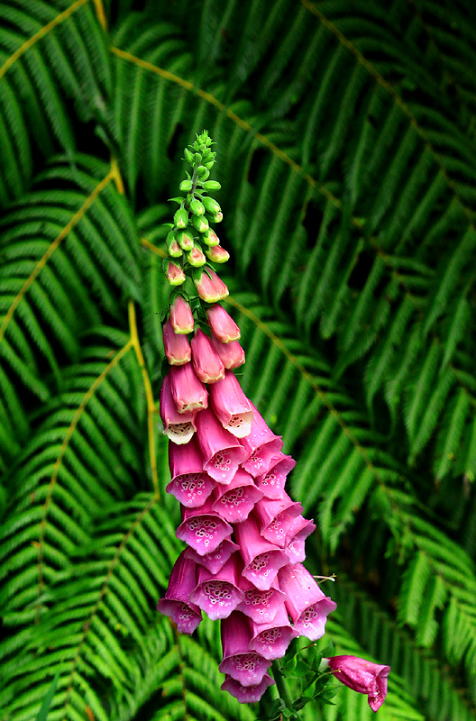 Foxglove and Fern