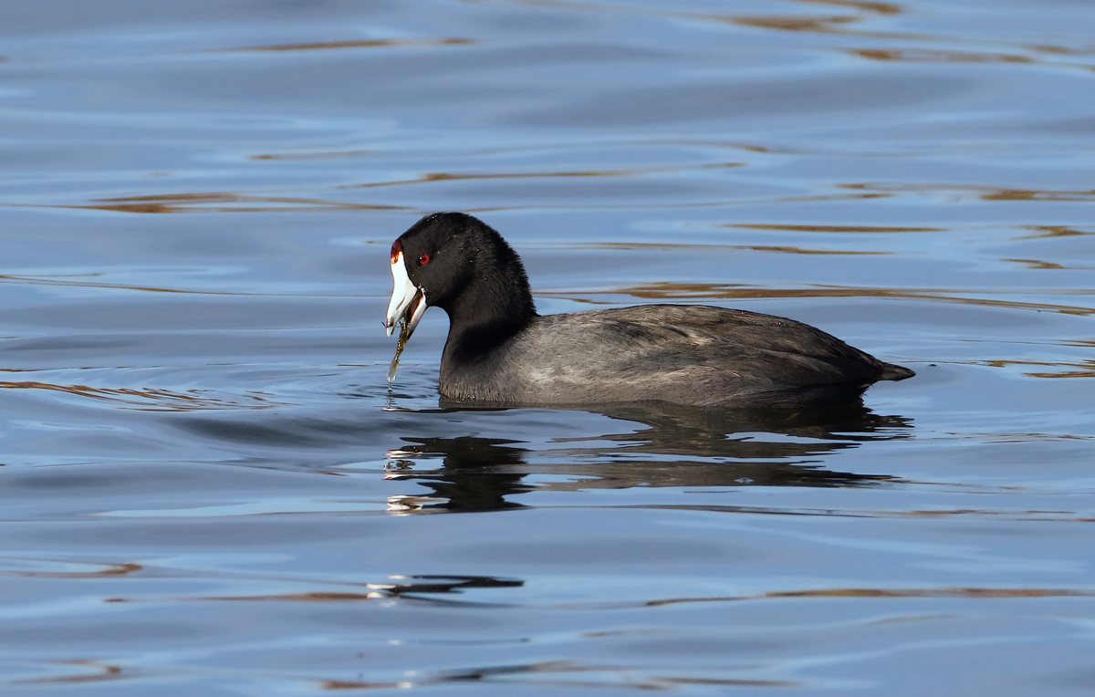 Munching Coot