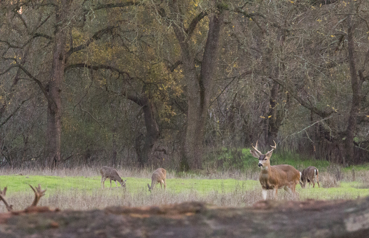 A "Normal" Buck