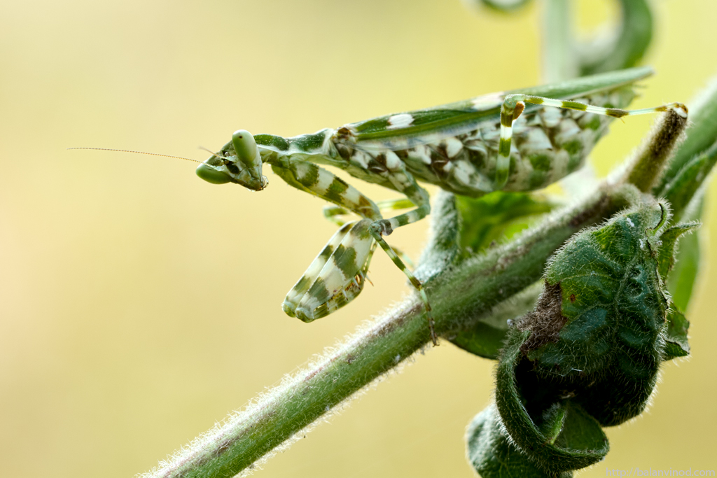 Mantis
