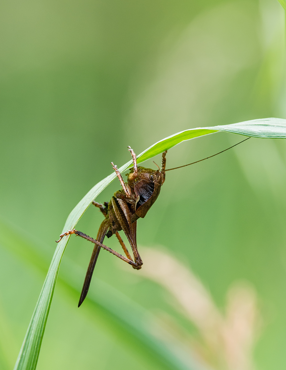 Camel Cricket