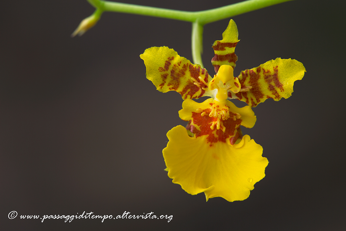 Oncidium
