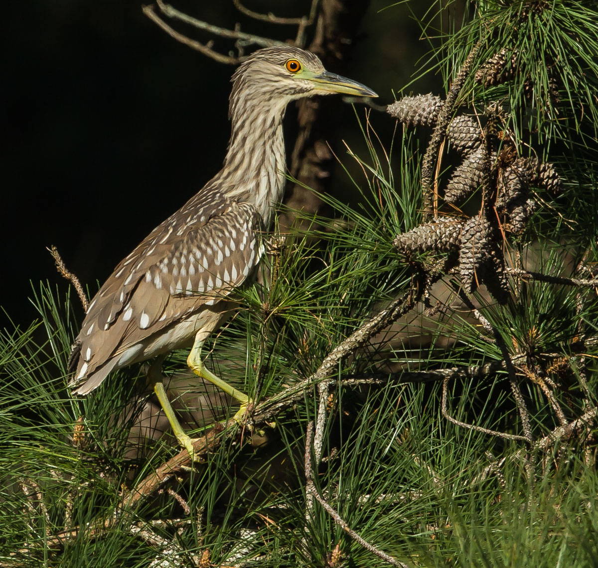  Black-crowned Nt Heron