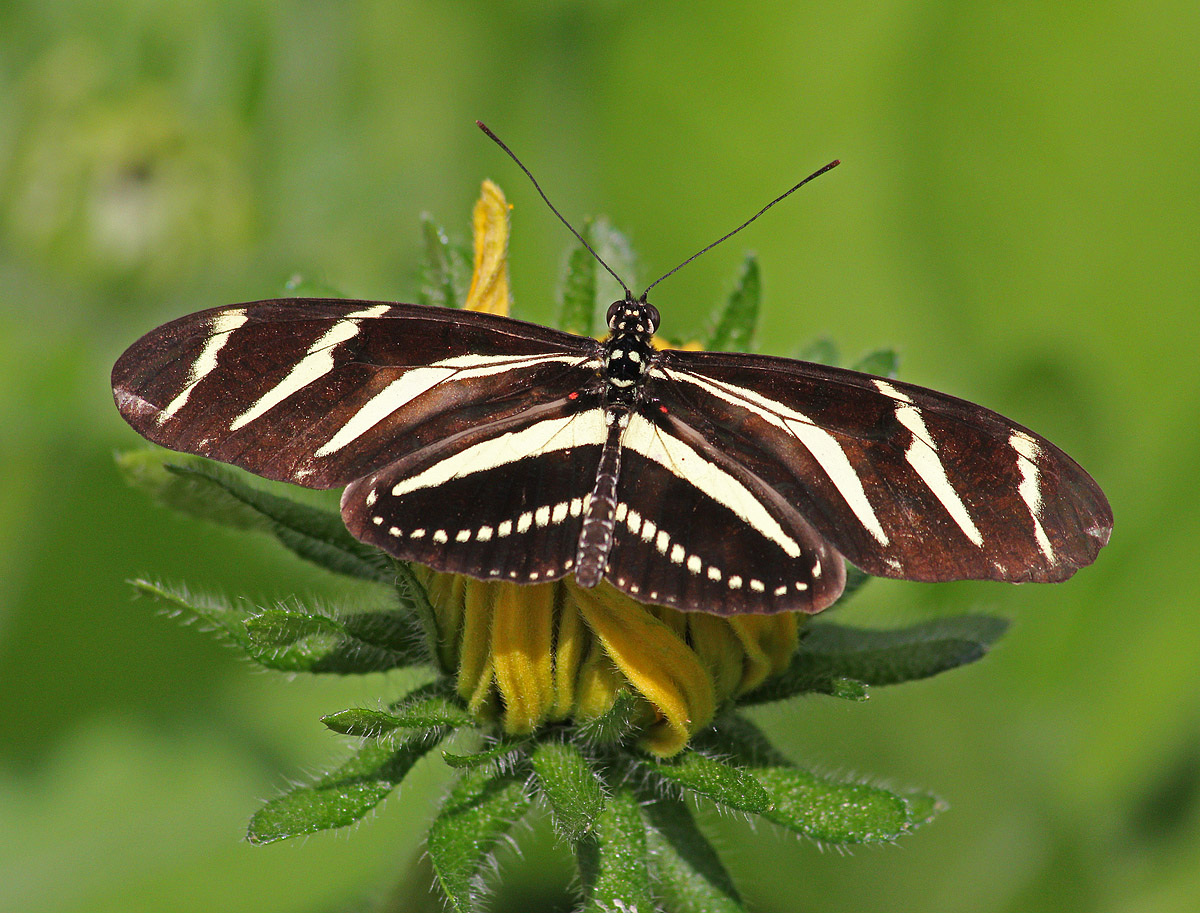 Zebra Longwing