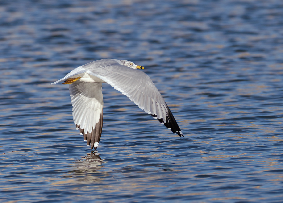 Winging It