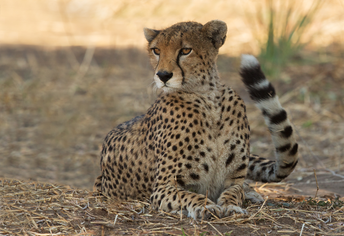 Cheetah