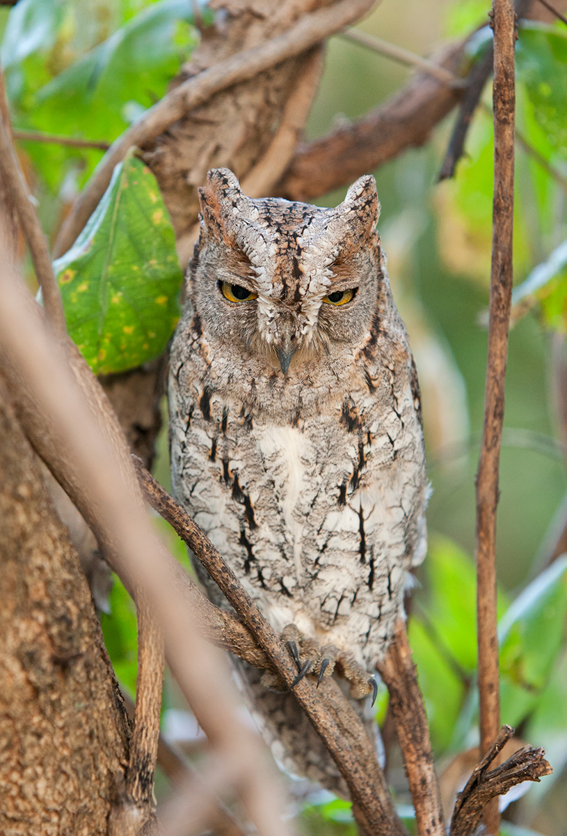 Barred Owl