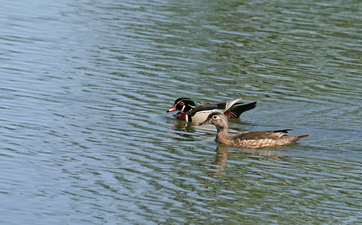 Wood Ducks