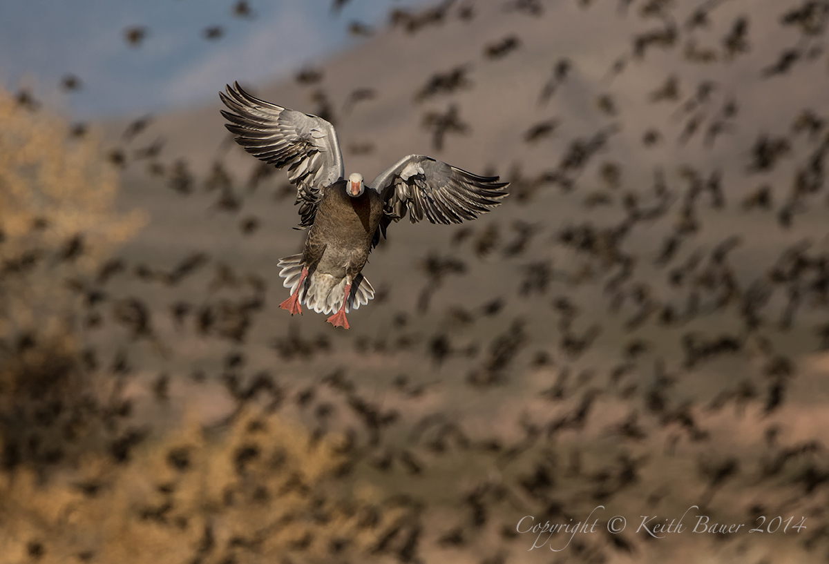 Blue Goose