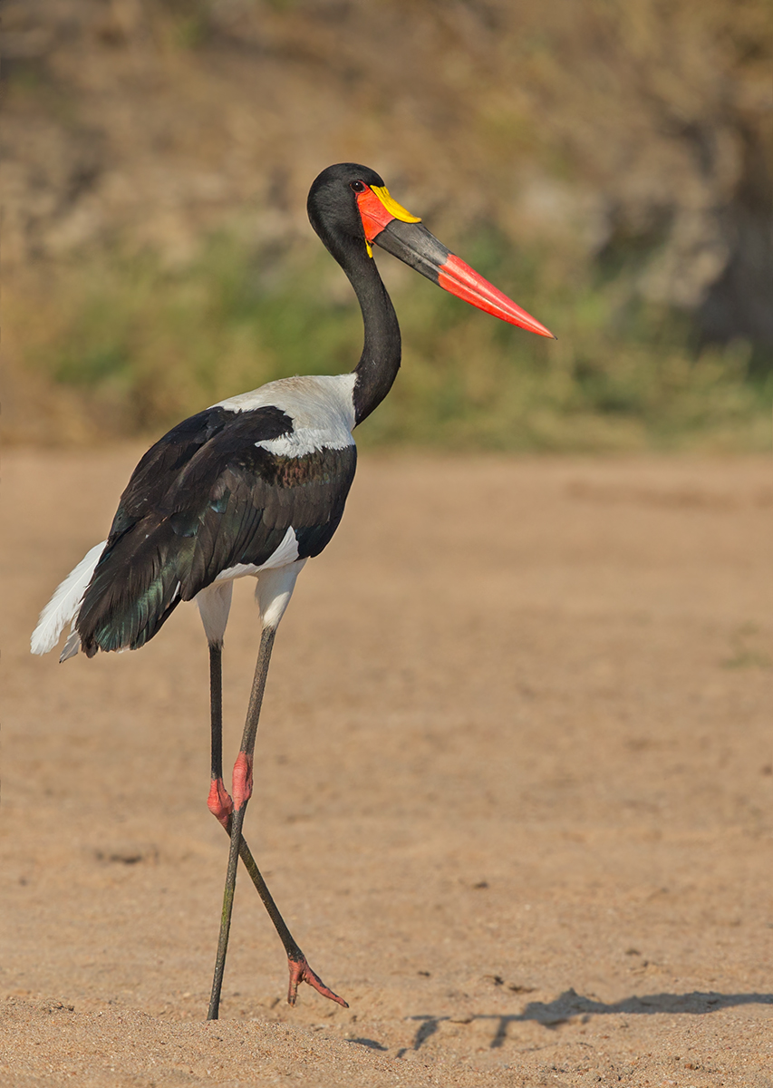 Saddle Billed Stork