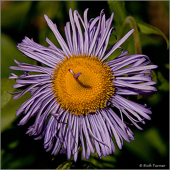 Petal Pusher