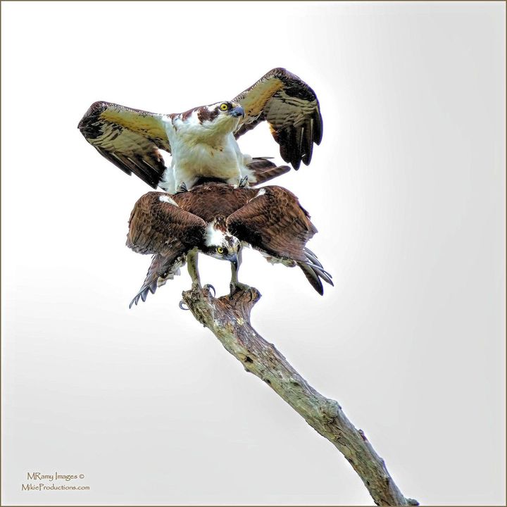 On the Wings of Love
