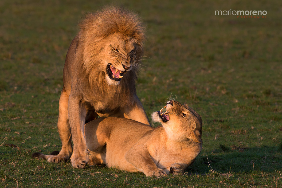 Passionate Interaction