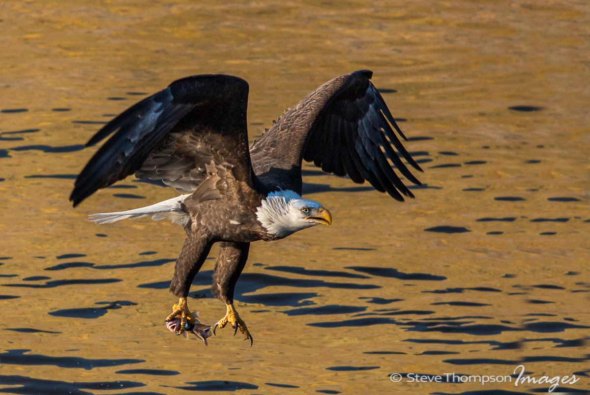 Eagle With Catch+Repost