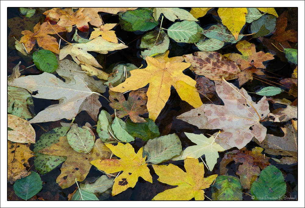 Leaves On the River