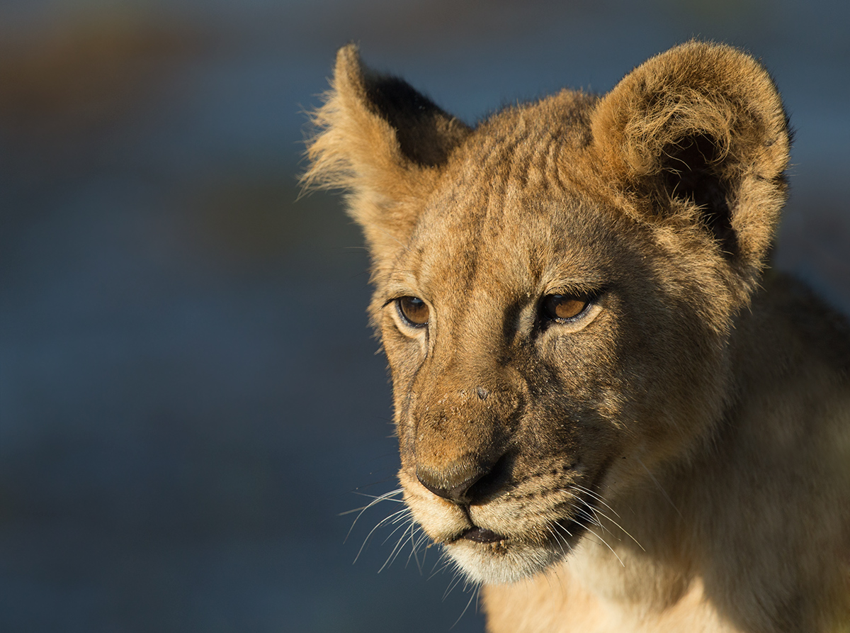 Lion Cub