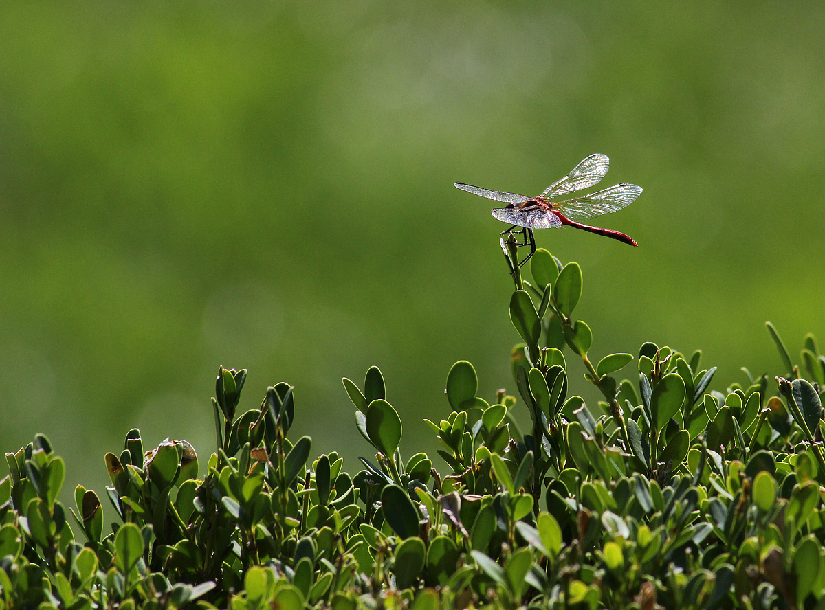 White-faced Meadowhawk