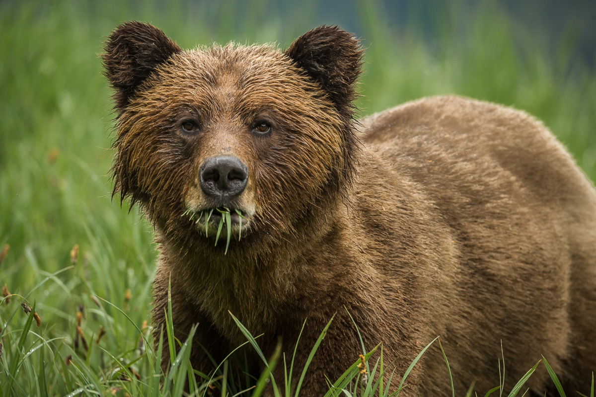 Grizzly Bear 