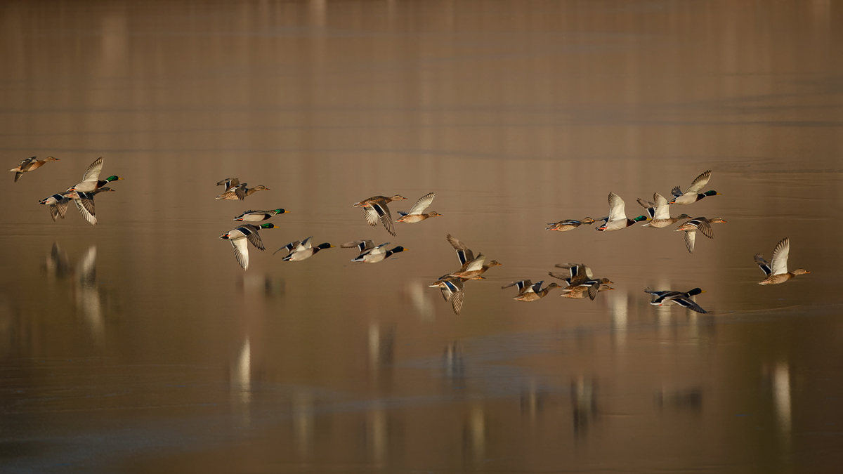 The Mallards