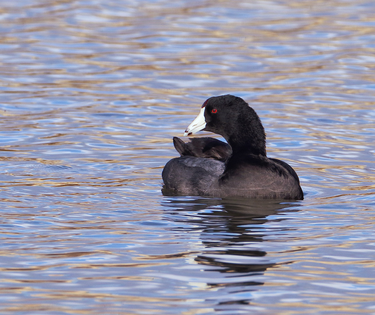 Handsome Coot