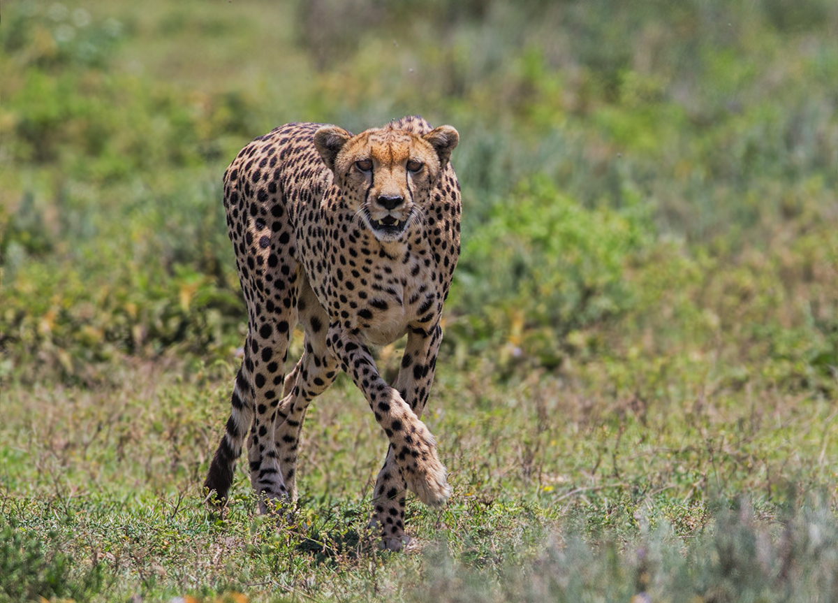 Mrs Cheetah