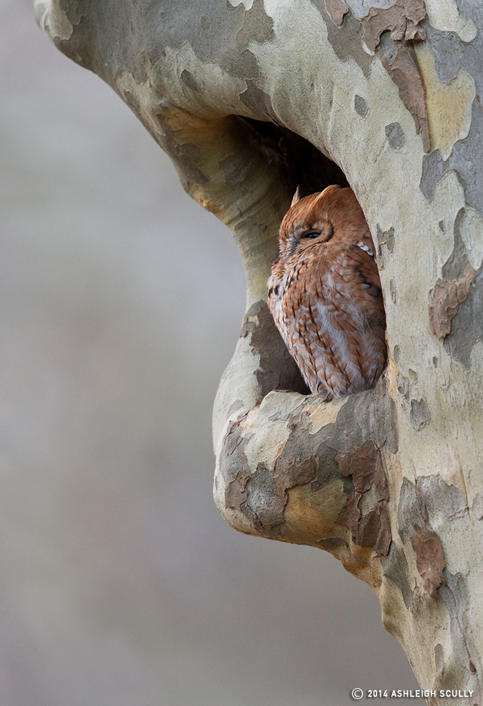Sycamore Sentry