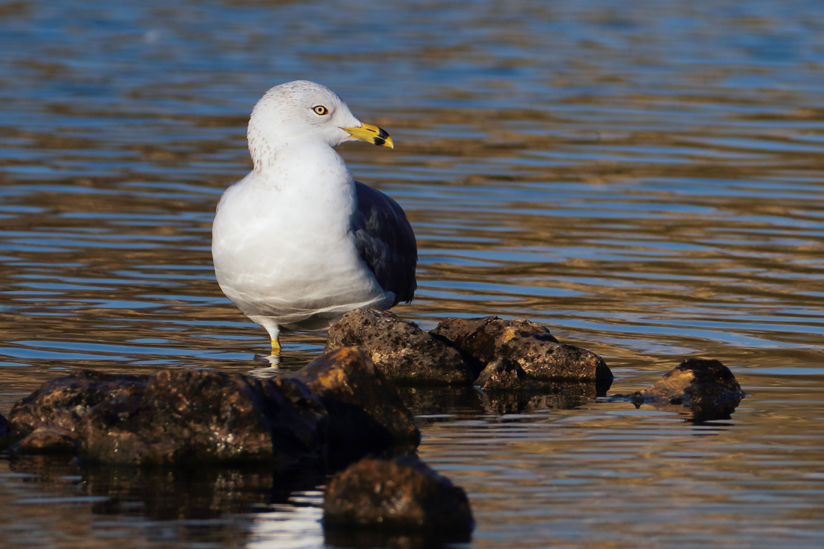 Handsome Gull