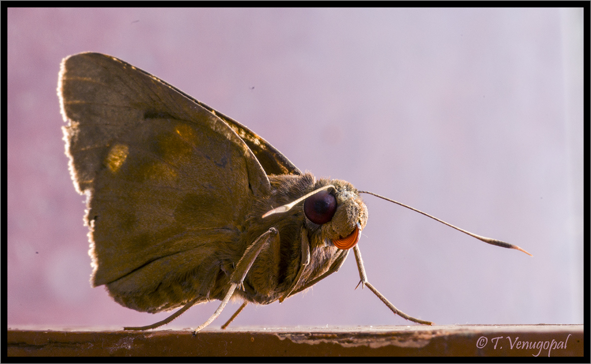 Moth