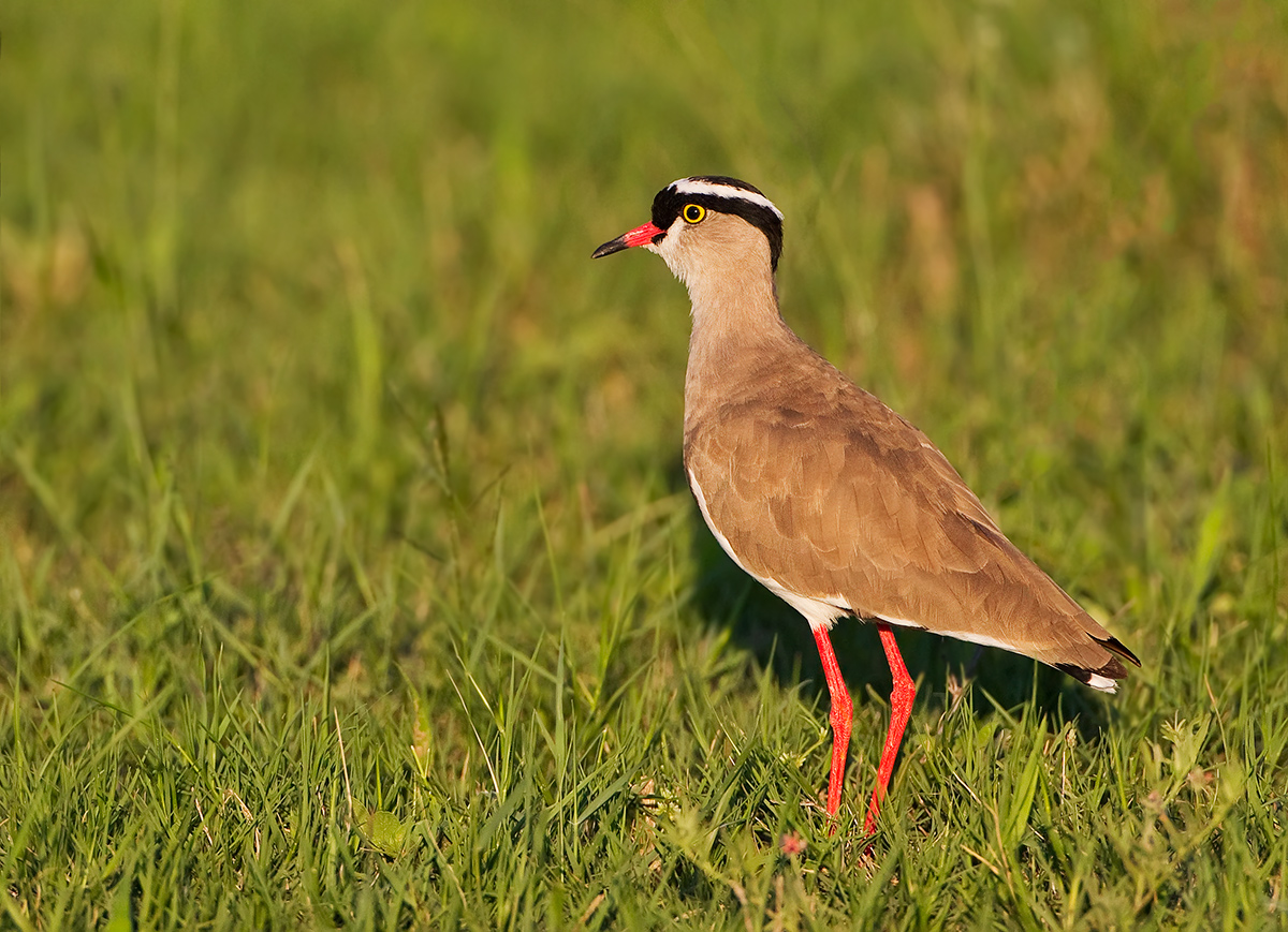 Crowned Plover