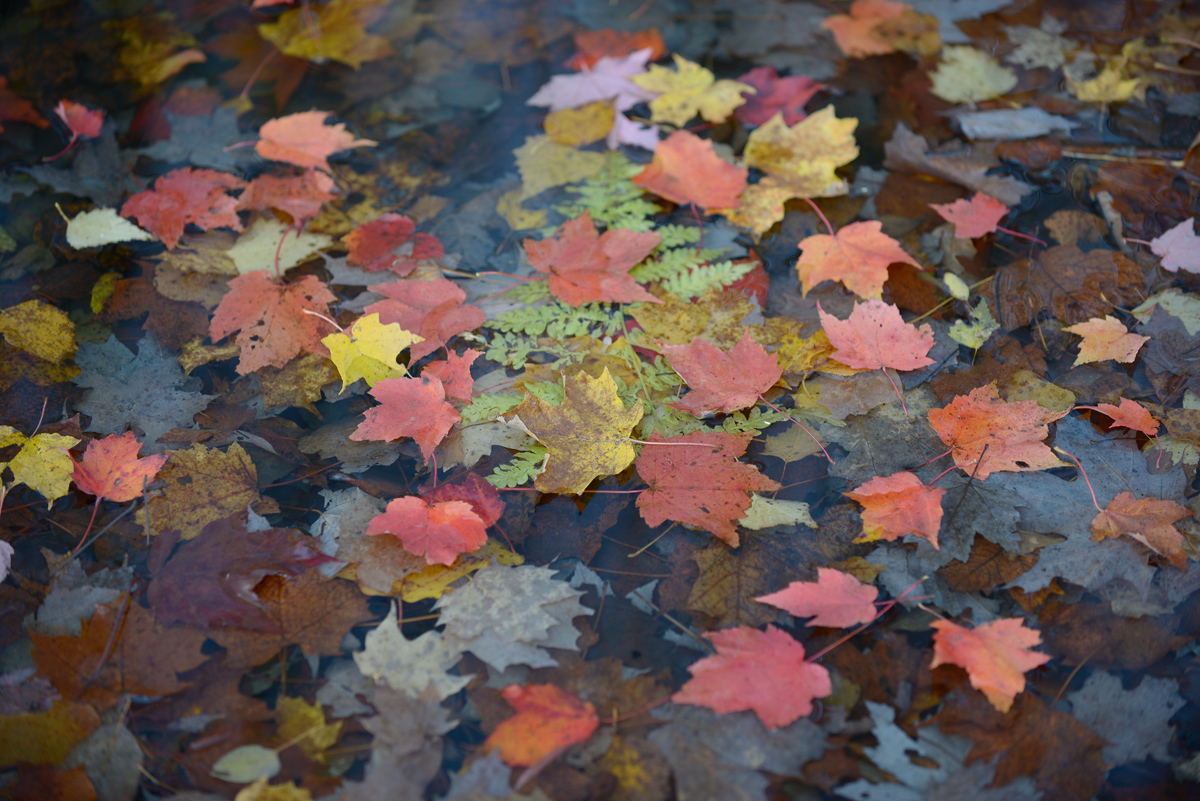 Autumn  Leaves