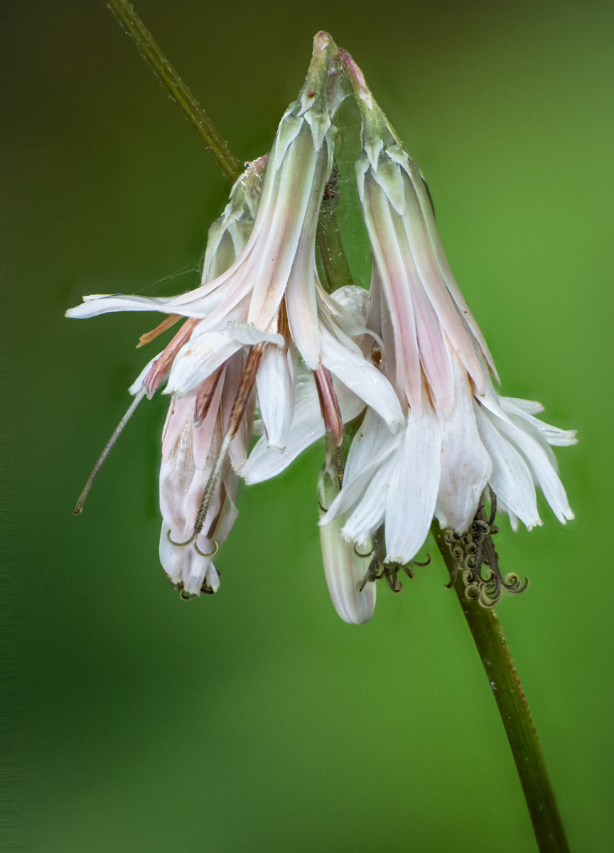 Prenanthes alba