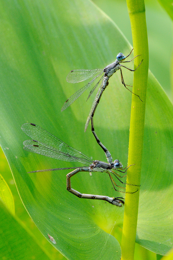 Damselfly Love