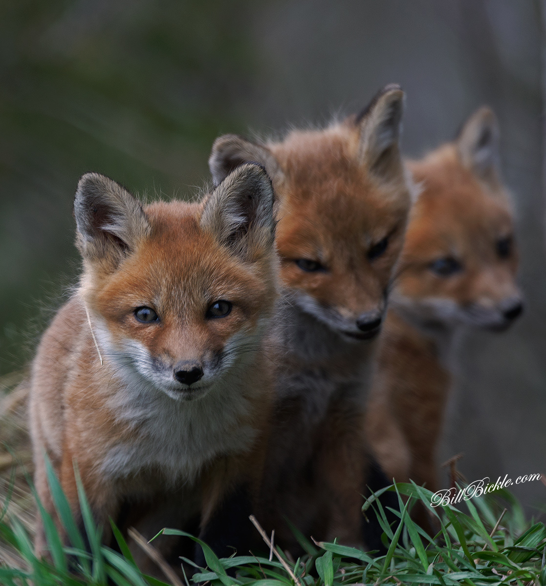 Fox  Kits    x  3 