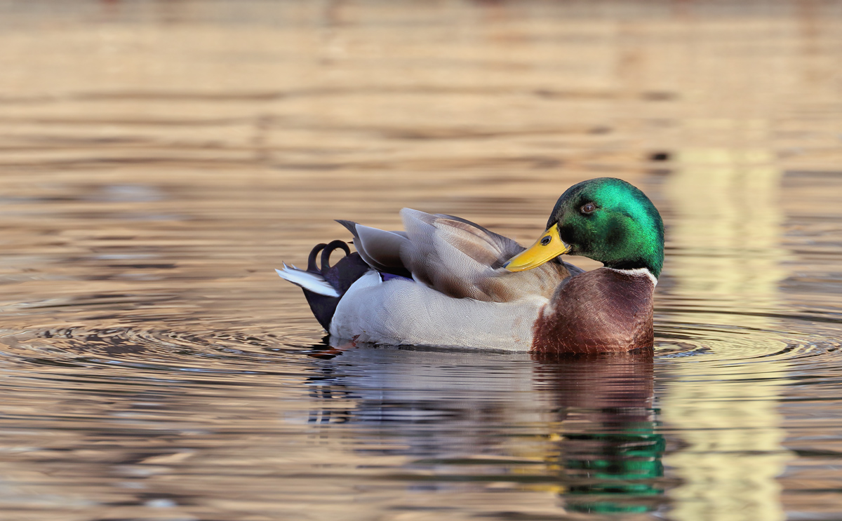 Golden Pond Mallard