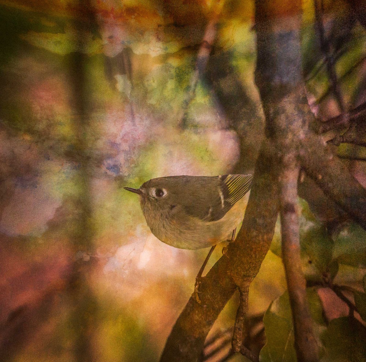 Artistic Kinglet