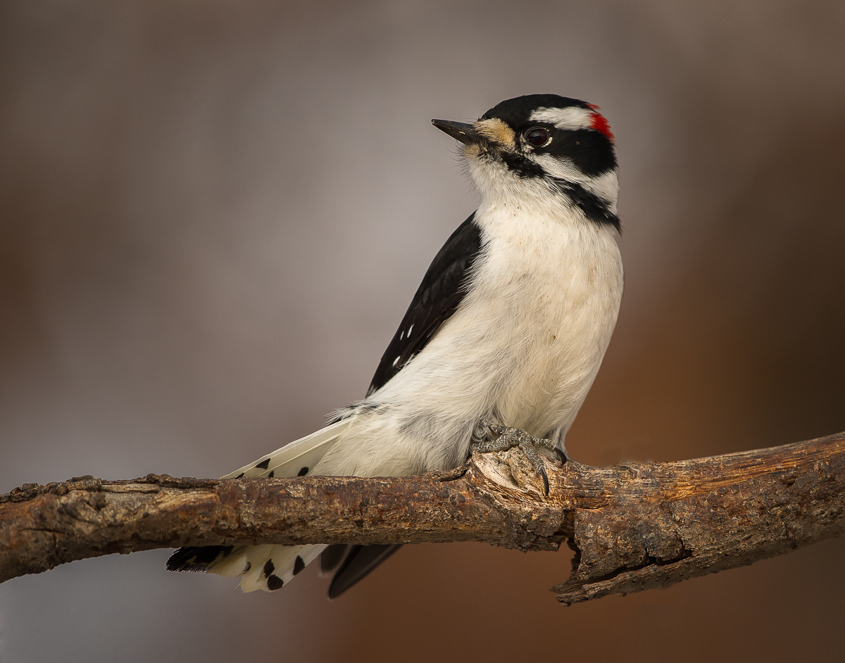 Downy Woodpecker