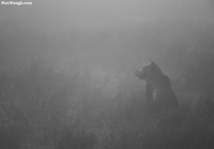 Grizzly in Fog