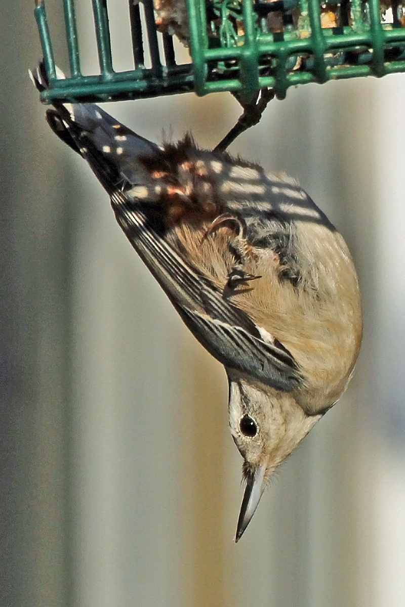 Nuthatch  WC665