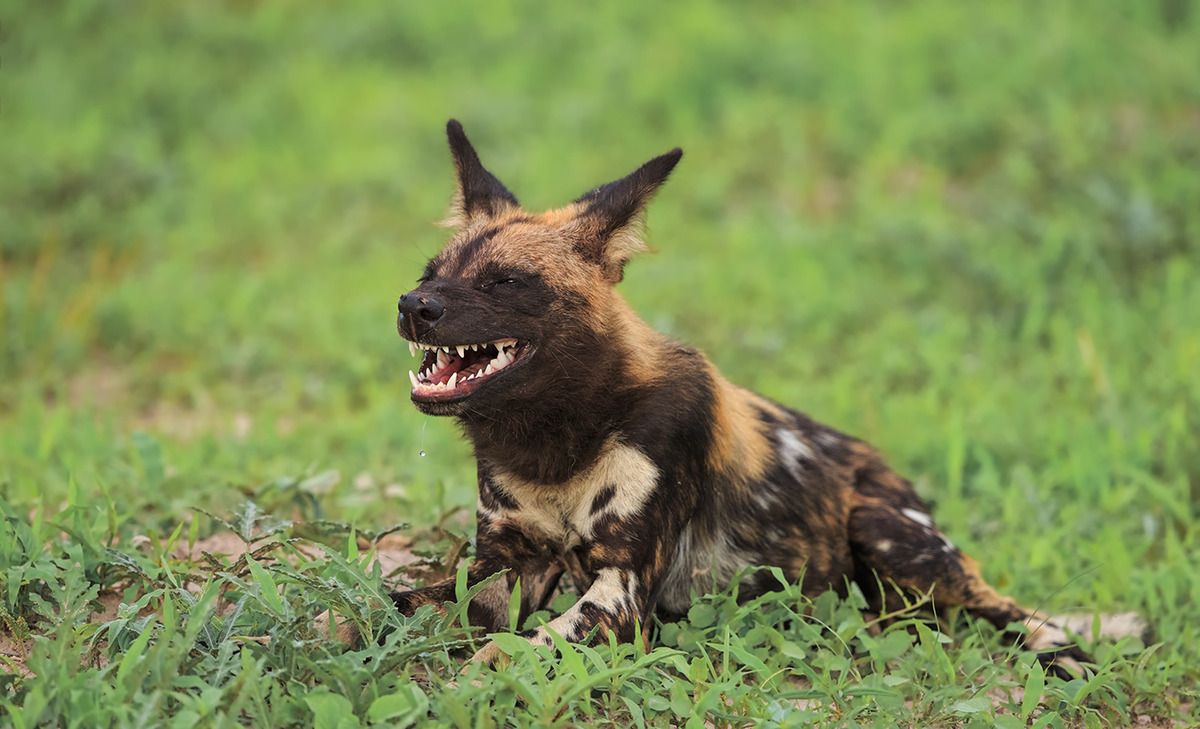 Grin