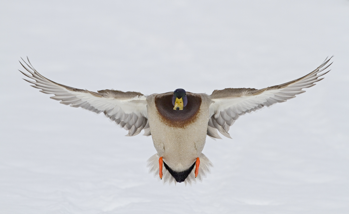 Incoming Snow Mallard