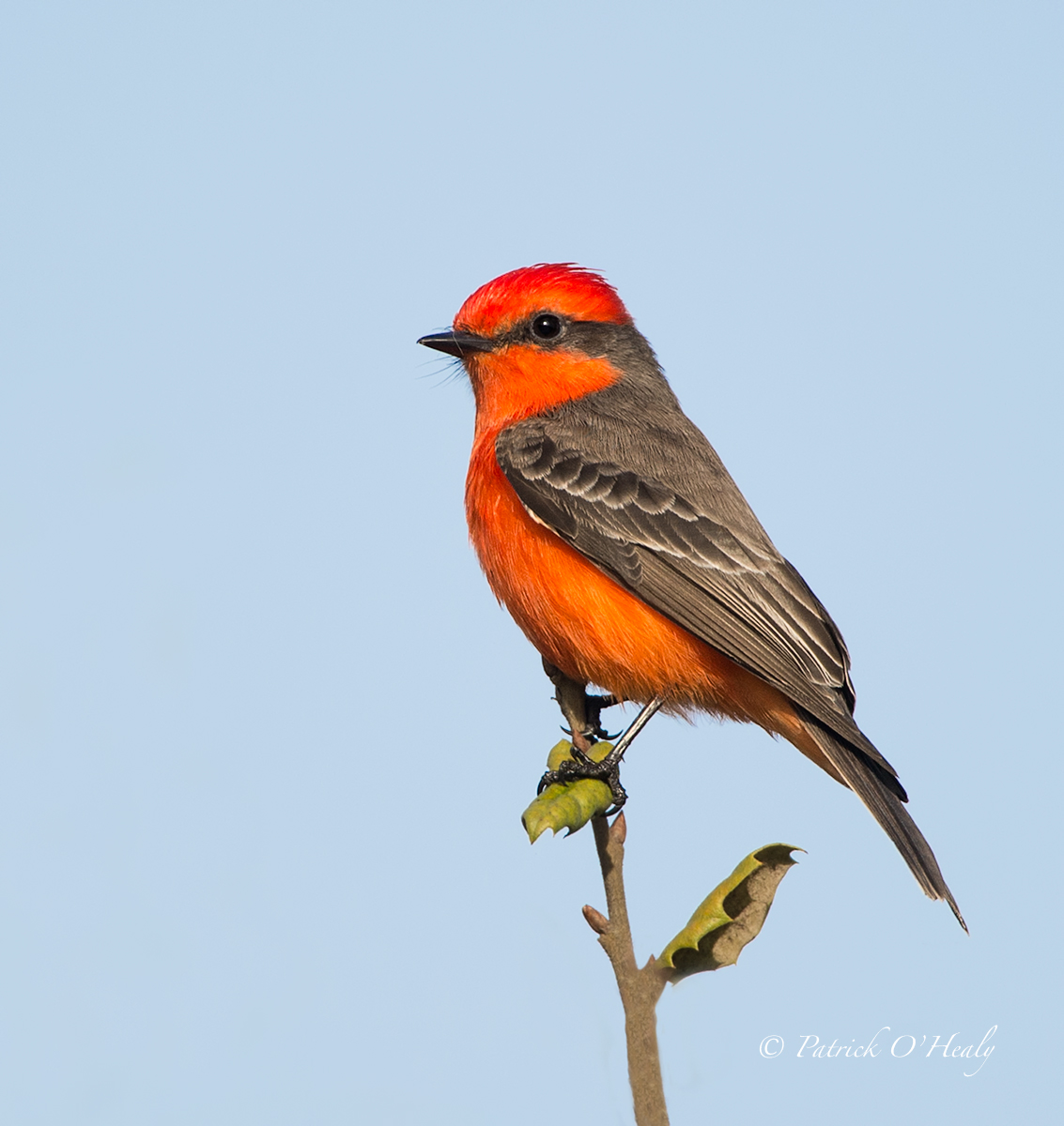 Vermillion Flycatcher