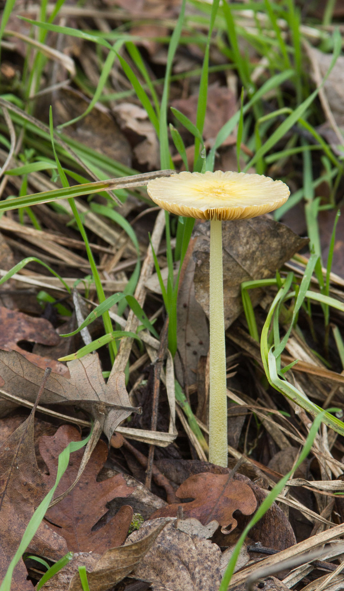 Yellow/Green Mushroom