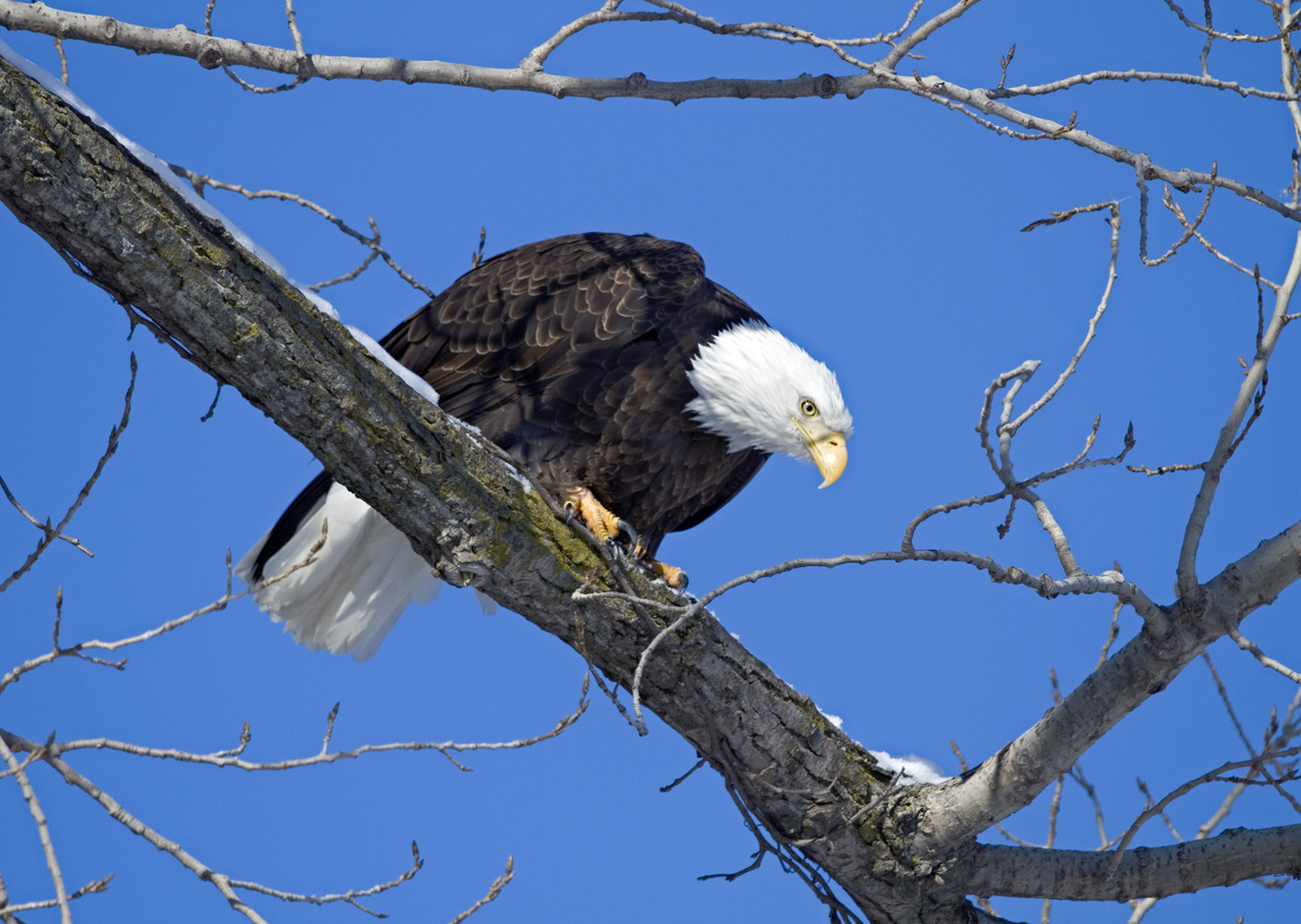 Handsome Wisconsin Eagle